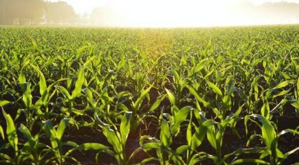 報(bào)告:農(nóng)業(yè)經(jīng)營(yíng)主體困難;易生新材料:把玉米做成衣服